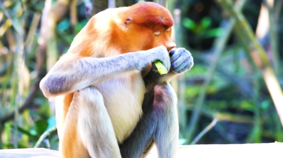 Magic Green Screen Video Download, Proboscis Monkey, Monkey, Primate, Wildlife, Wild