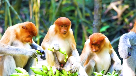 Magic Mike Clips, Proboscis Monkey, Monkey, Primate, Wildlife, Wild