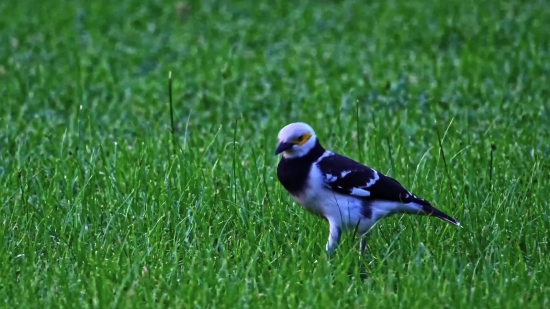 Magpie, Bird, Wildlife, Beak, Feather, Wild