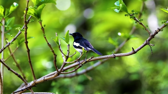 Magpie, Bird, Wildlife, Beak, Feather, Wild