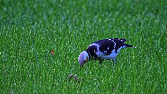 Magpie, Bird, Wildlife, Beak, Grass, Feathers