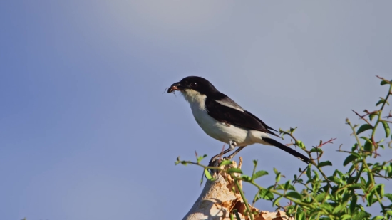 Magpie, Bird, Wildlife, Beak, Wild, Feather