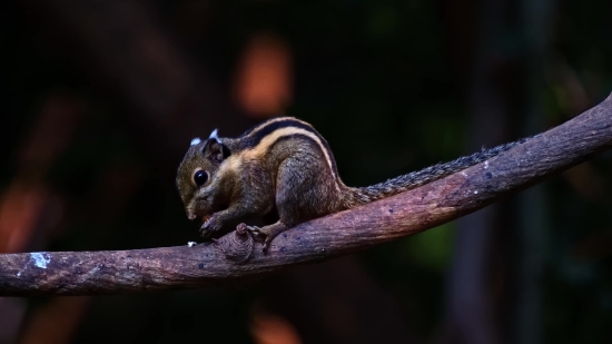 Mammal, Bat, Squirrel, Placental, Wildlife, Fox Squirrel