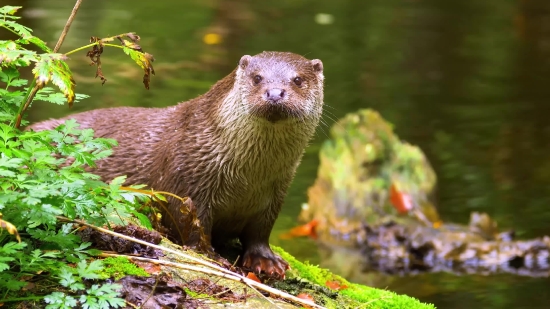 Mammal, Mink, Otter, Wildlife, Wild, Fur