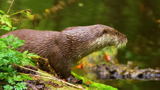 Mammal, Otter, Mink, Wildlife, Wild, Rodent