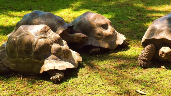 Mammal, Sculpture, Carving, Wildlife, Triceratops, Wild