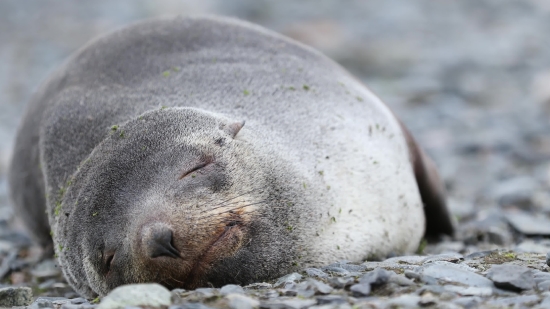 Mammal, Tapir, Bear, Wildlife, Odd-toed Ungulate, Sea Lion