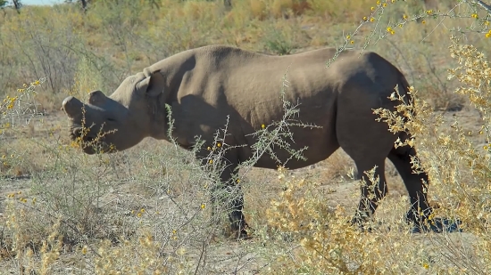 Mammal, Tusker, Cow, Elephant, Wildlife, Animal