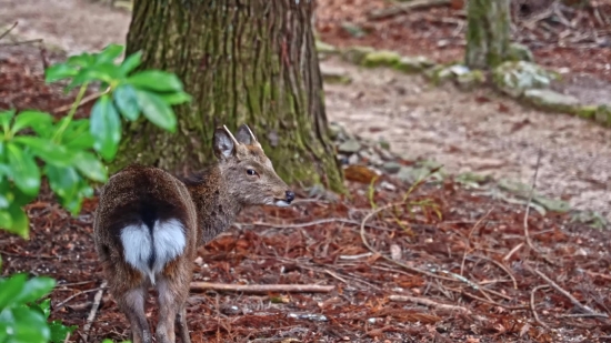 Mammal, Wildlife, Hare, Wild, Rodent, Fur