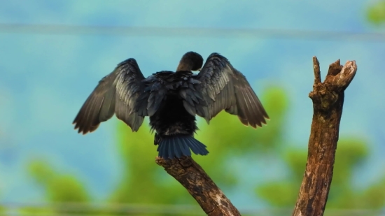 Man Thinking Stock Video, Vulture, Bird, Kite, Hawk, Wildlife