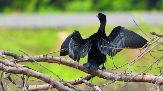 Man Utd Video Clips, Bird, Wildlife, Animal, Beak, Wild