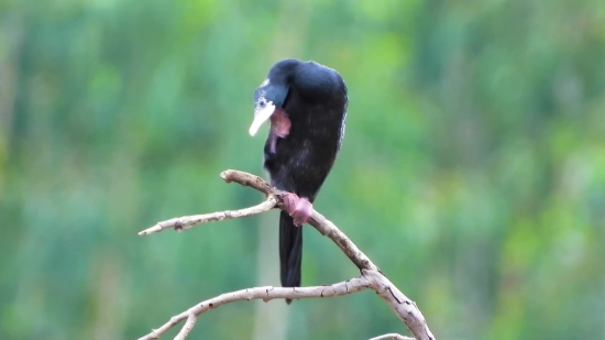 Marathi Video Clip, Vulture, Bird, Wildlife, Beak, Feather