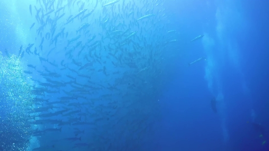 Marine, Texture, Water, Sea, Light, Barracuda