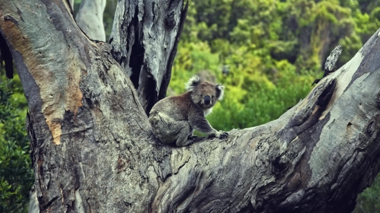 Marmot, Rodent, Mammal, Ibex, Wildlife, Wild Goat