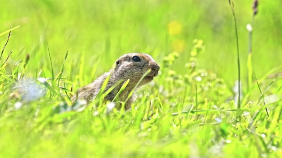 Marmot, Rodent, Mammal, Wildlife, Fur, Cute