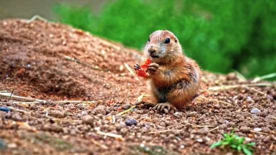 Marmot, Rodent, Mammal, Wildlife, Wild, Cute