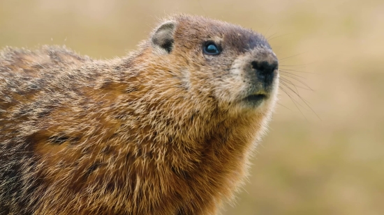 Marmot, Rodent, Mammal, Wildlife, Wild, Fur