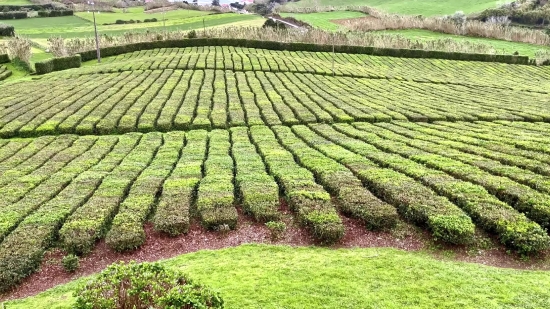 Maze, Agriculture, Landscape, Field, Rural, Farm