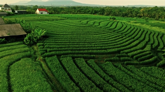 Maze, Agriculture, Landscape, Rural, Field, Farm