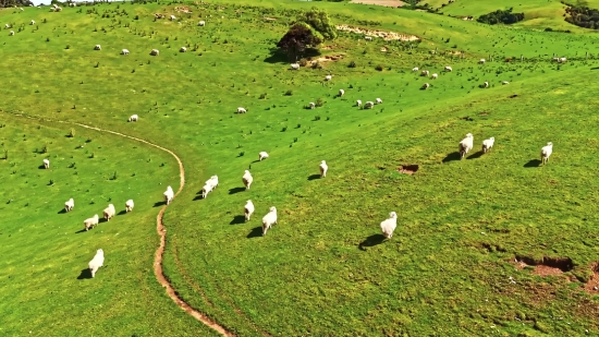 Maze, Grass, Landscape, Field, Rural, Farm