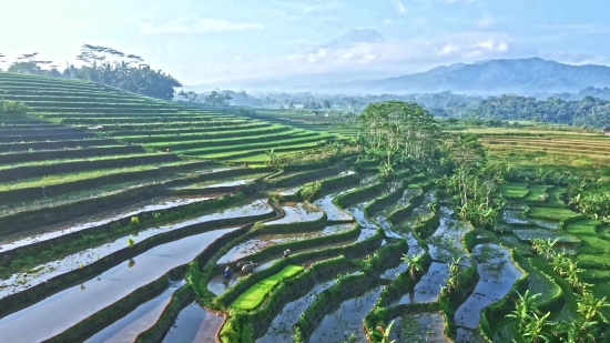 Maze, Landscape, Rural, Agriculture, Field, Farm