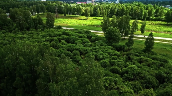 Maze, Tree, Landscape, Forest, Plant, Grass