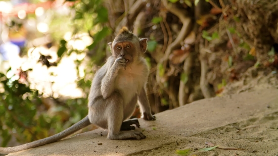 Meme Clip No Copyright, Macaque, Monkey, Primate, Wildlife, Wild