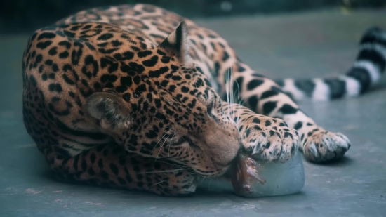 Merry Christmas Stock Video, Jaguar, Big Cat, Feline, Wildlife, Leopard