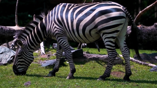 Metal Video Clips, Zebra, Equine, Ungulate, Wildlife, Mammal