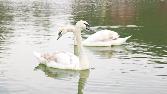 Military Stock Video, Spoonbill, Wading Bird, Bird, Aquatic Bird, Lake