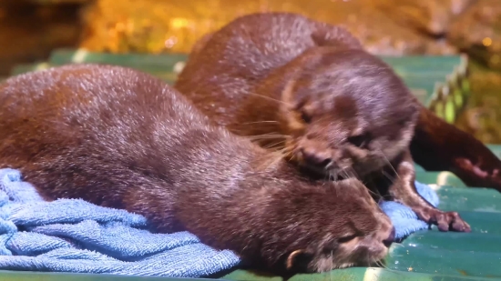 Mink, Mammal, Fur, Wildlife, Cute, Wild