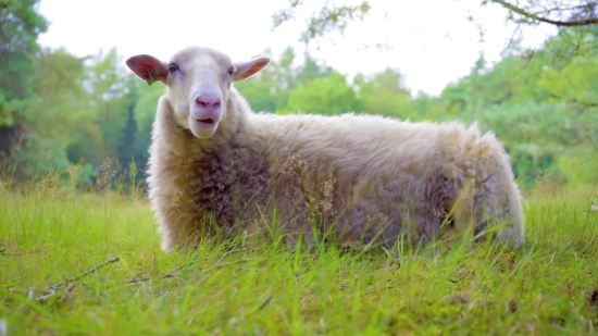 Mixkit Copyright Free Video, Simpleton, Lamb, Sheep, Animal, Farm