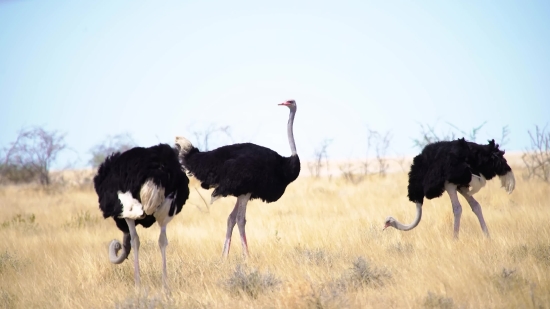 Mobile Clips, Ostrich, Bird, Animal, Wildlife, Wild