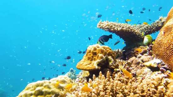 Money Stock Photo, Coral Reef, Reef, Underwater, Ridge, Coral