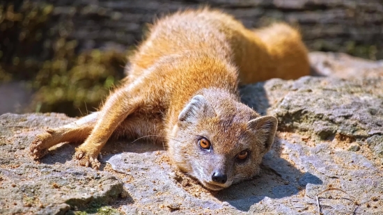 Mongoose, Mammal, Wild, Wildlife, Fur, Cute