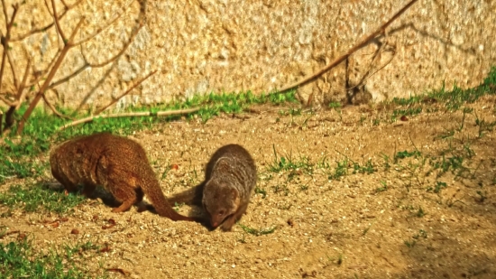 Mongoose, Mammal, Wild, Wildlife, Fur, Cute