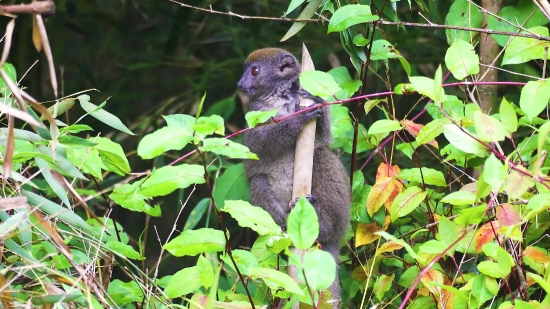 Mongoose, Mammal, Wildlife, Wild, Fur, Rodent