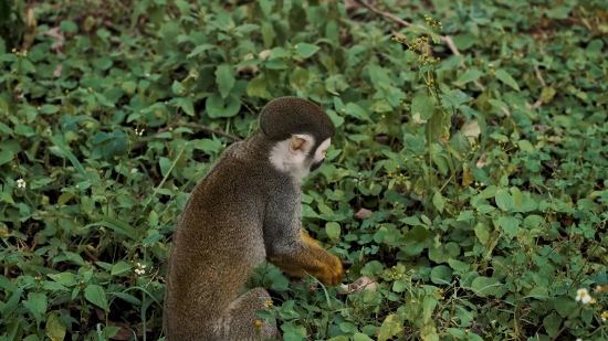 Monkey, Primate, Wildlife, Wild, Squirrel Monkey, Mammal