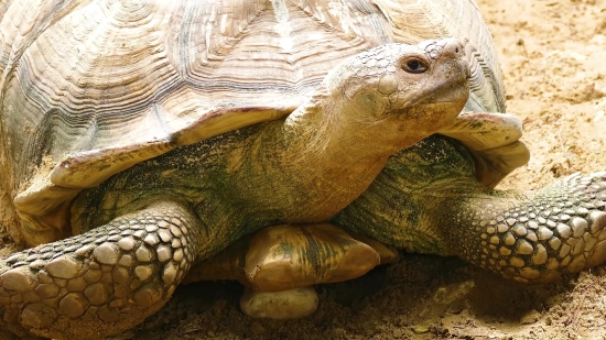 Moon Sky Background Video Download, Turtle, Terrapin, Reptile, Mud Turtle, Wildlife