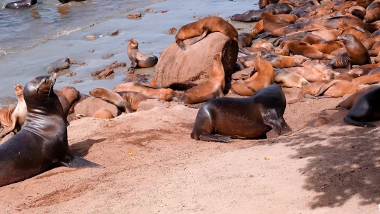 Moon Video Background Download, Sea Lion, Eared Seal, Seal, Water, Sea