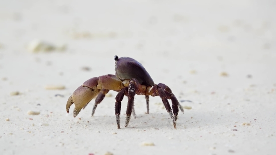 Morning Stock Video, Crab, Crustacean, Rock Crab, Arthropod, Invertebrate