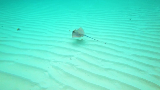 Motion Graphics Free Video, Stingray, Ray, Fish, Water, Ocean