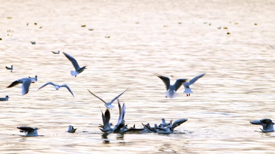 Motion Graphics Stock Footage Free Download, Bird, Pelican, Aquatic Bird, Wildlife, Water