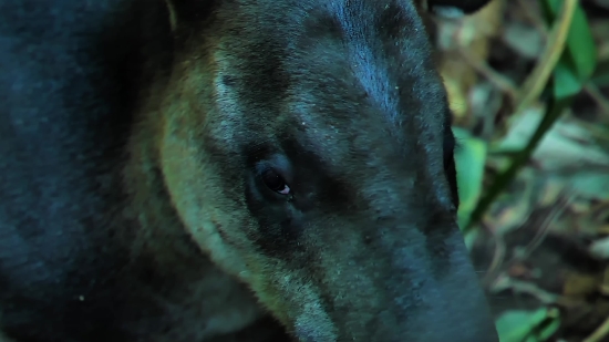 Motion Tracking Footage, Tapir, Odd-toed Ungulate, Ungulate, Placental, Dog