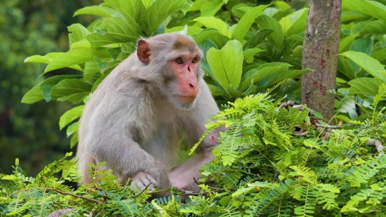 Motivational Clips Free Download, Macaque, Monkey, Primate, Wildlife, Wild