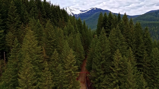 Mountain, Fir, Tree, Landscape, Mountains, Forest