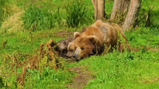 Movie Background Video Download, Brown Bear, Bear, Mammal, Wild, Wildlife