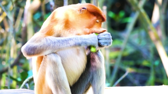 Movie Video Clip Download, Proboscis Monkey, Monkey, Primate, Wildlife, Wild