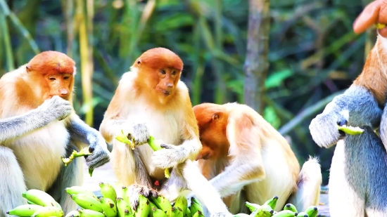 Movie Video Clips Free Download, Proboscis Monkey, Monkey, Primate, Wildlife, Wild