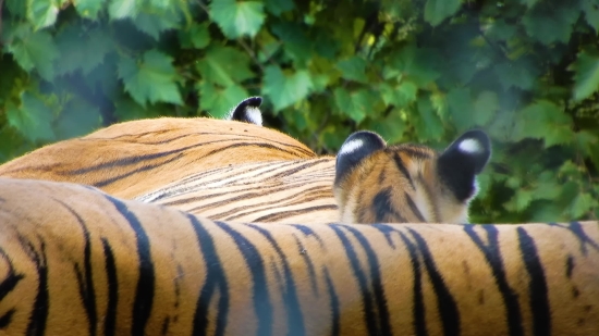 Movies Short Clips Download, Tiger, Feline, Wildlife, Critter, Animal